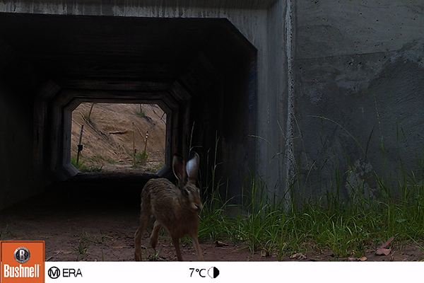 paso-de-fauna-3