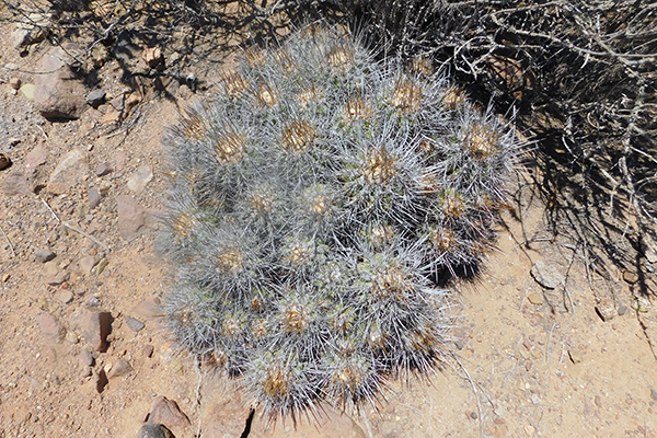 plan-de-manejo-xerofitica-2