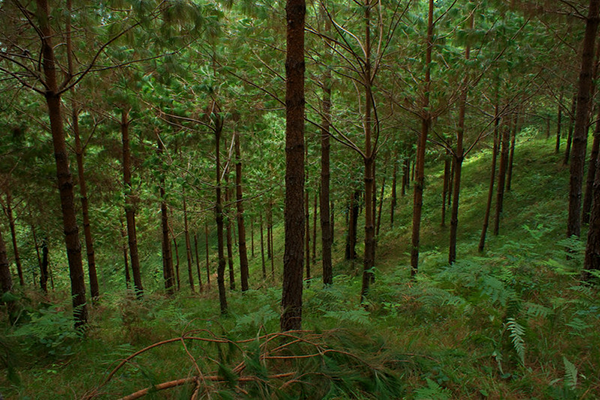 reforestacion-1