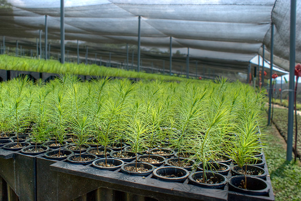 reforestacion-3
