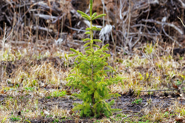 reforestacion-4