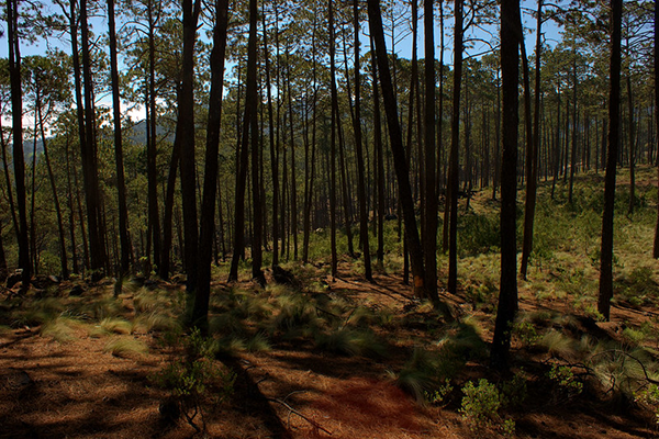 reforestacion